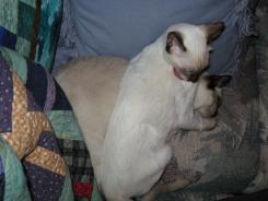 more kittens